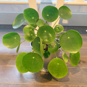 Meet your Posher, Kerry